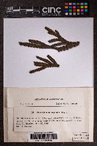 Cololejeunea macounii image