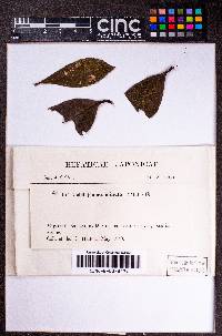 Cololejeunea longifolia image