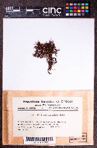 Frullania apiculata image