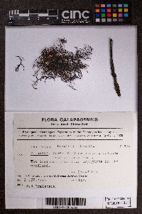 Frullania darwinii image