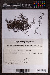 Frullania darwinii image