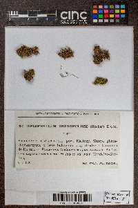 Diplophyllum obtusifolium image