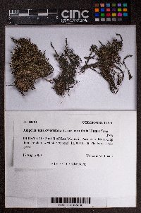 Jungermannia exsertifolia image