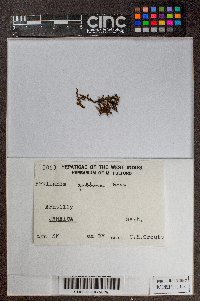 Frullania gibbosa image