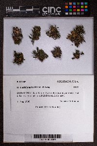 Orthotrichum hallii image