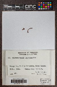 Gackstroemia magellanica image