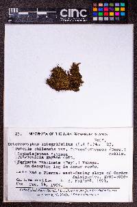 Lopholejeunea nigricans image