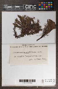 Jungermannia exsertifolia image
