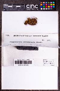 Solenostoma amplexifolium image