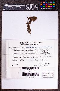 Tricholepidozia tetradactyla image
