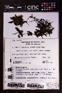Bazzania gracilis image