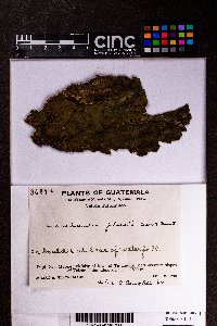 Marchantia plicata image