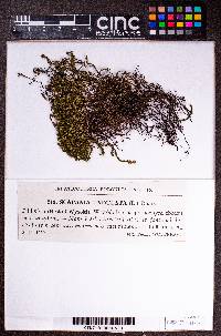 Scapania undulata image