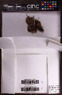 Porella chilensis image
