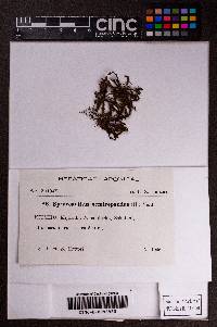 Spruceanthus semirepandus image
