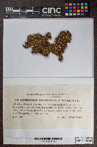 Lophocolea heterophylla image