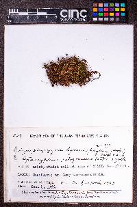 Leptoscyphus chilensis image