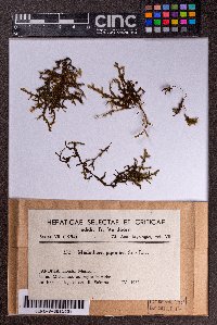 Porella japonica image