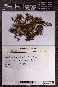 Porella campylophylla image