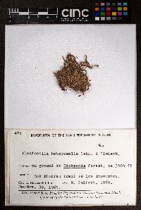 Plagiochila heteromalla image