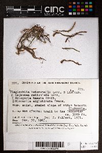 Plagiochila heteromalla image