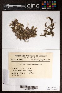 Plagiochila sciophila image