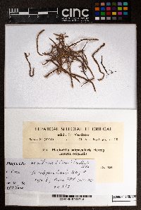 Plagiochila renitens image