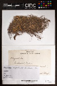 Plagiochila nepalensis image