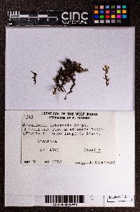Frullania cobrensis image