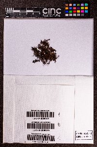 Frullania cobrensis image
