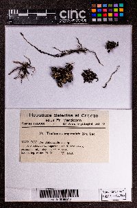 Frullania campanulata image