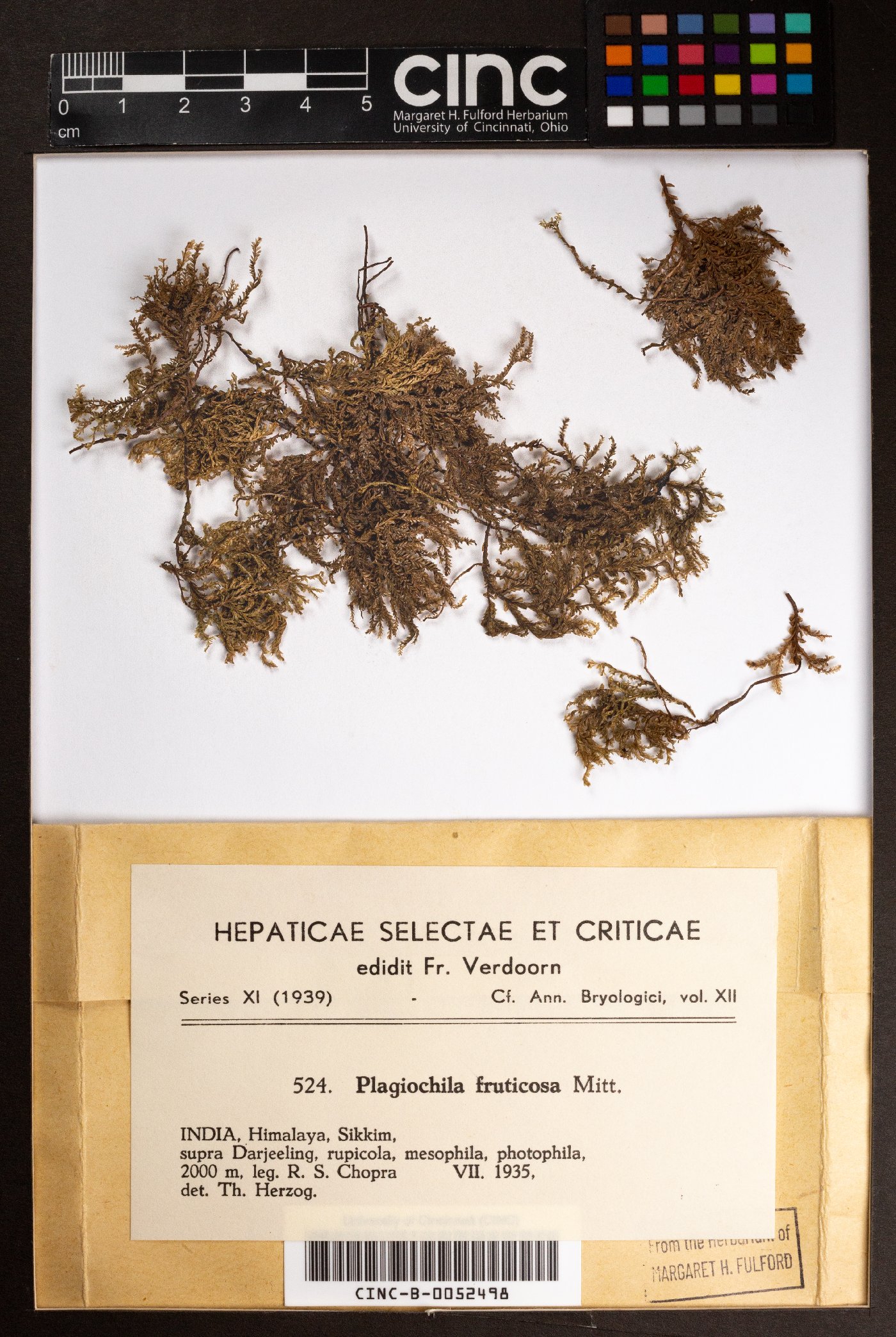 Plagiochila fruticosa image