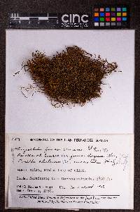 Porella chilensis image