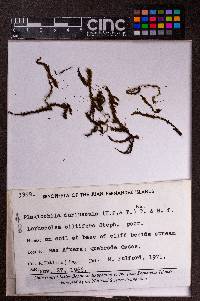 Plagiochila hookeriana image