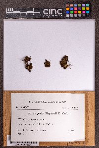 Scapania ligulata image