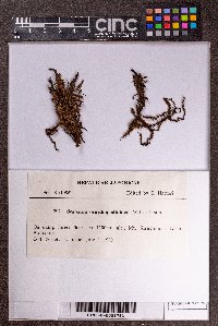 Scapania ornithopodioides image
