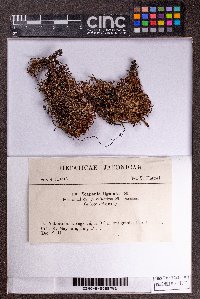 Scapania ligulata image