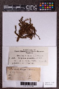 Scapania ornithopoides image