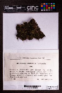 Pellia epiphylla image
