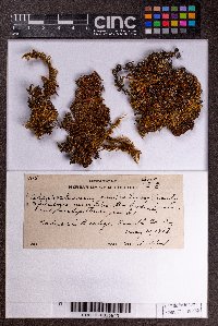 Nowellia curvifolia image