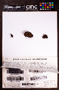 Leptoscyphus expansus image