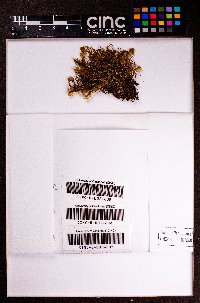 Scapania portoricensis image