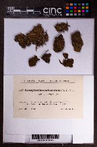 Gongylanthus ericetorum image