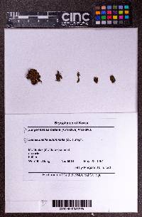 Solenostoma rotundatum image