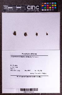 Solenostoma rotundatum image