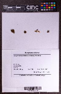 Solenostoma rotundatum image