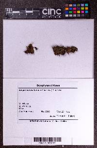 Solenostoma rotundatum image