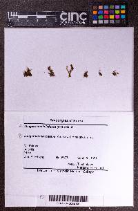 Solenostoma rotundatum image