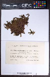 Pellia endiviifolia image