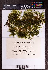 Riccardia chamedryfolia image